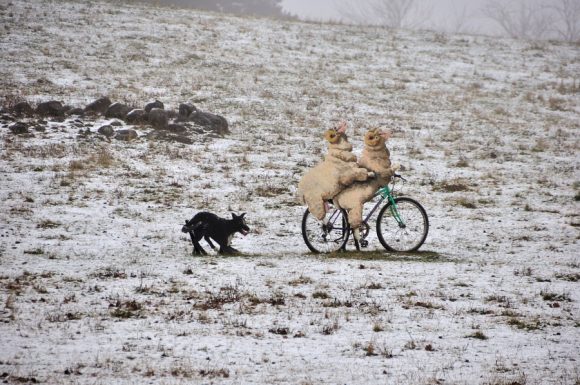 Snow NSW Northern Tablelands 25 June 2013 11