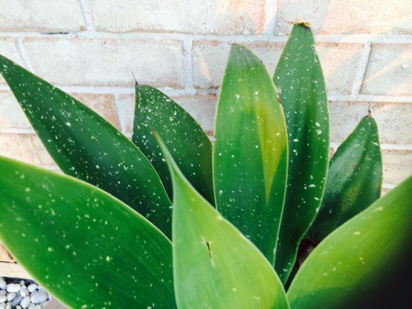 Cactus leaf hail damage