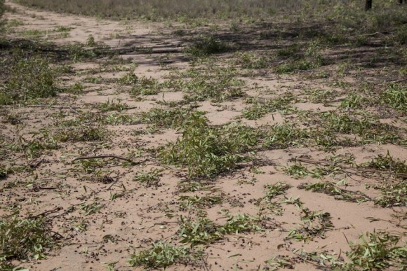 Major leaf litter south of Narrabri