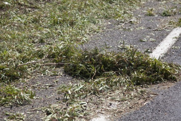 large stems ripped off trees