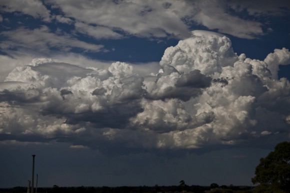 Cells can be seen tapping some moisture with scud below the bases