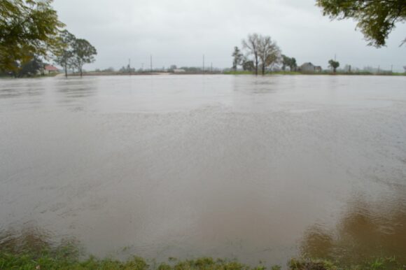 Rising flood waters. Flood waters at Governor Philip Park Windsor