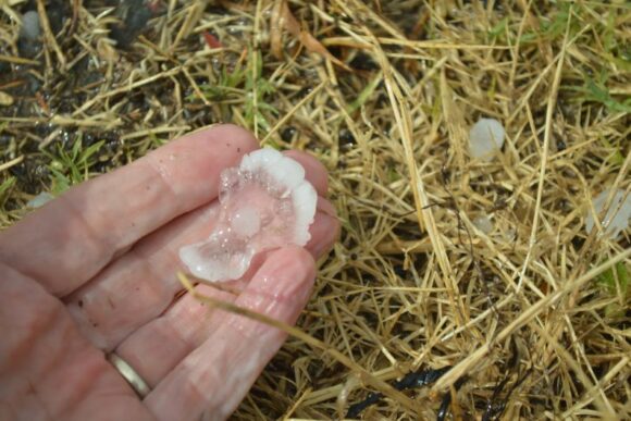 Image of large flat hail stone up to 4 cm across south of Wingen