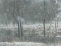 20050623jd46_snow_pictures_near_oberon_nsw