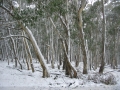 20050623jd69_snow_pictures_near_oberon_nsw