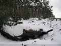 20050710jd28_snow_pictures_near_oberon_nsw