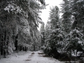 20050710jd29_snow_pictures_near_oberon_nsw