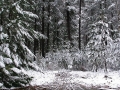 20050710jd36_snow_pictures_near_oberon_nsw