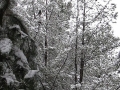 20050710jd44_snow_pictures_near_oberon_nsw