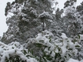 20050810jd101_snow_pictures_near_oberon_nsw