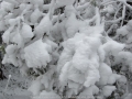 20080518mb94_snow_pictures_ben_lomond_nsw