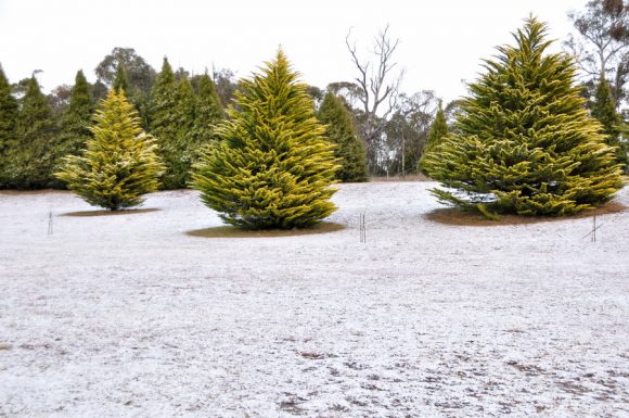 Snow NSW Northern Tablelands 25 June 2013 7