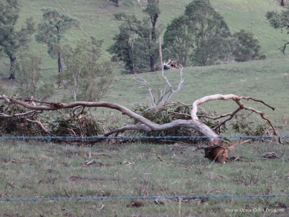 Severe Cell with Damaging Winds Dungog Region 16th March 2014 8